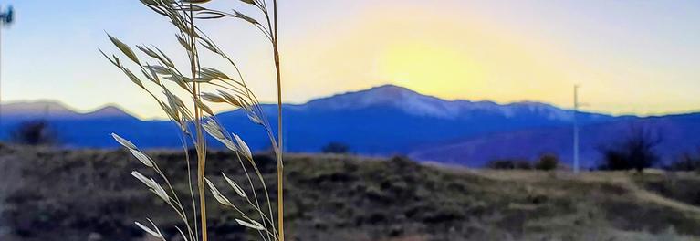 Pikes Peak with the sun setting behind it and some native grass in front of it.
